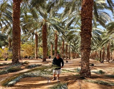 מטע תמר משפחתי