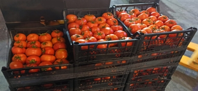 ‎⁨עגבניות מטורקיה